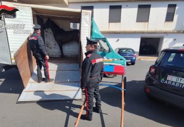 Allenamento al galoppo con purosangue: denunce e sanzioni