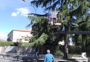 Giarre, al via gli interventi per arginare la "processionaria"