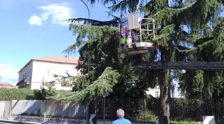 Giarre, al via gli interventi per arginare la “processionaria”