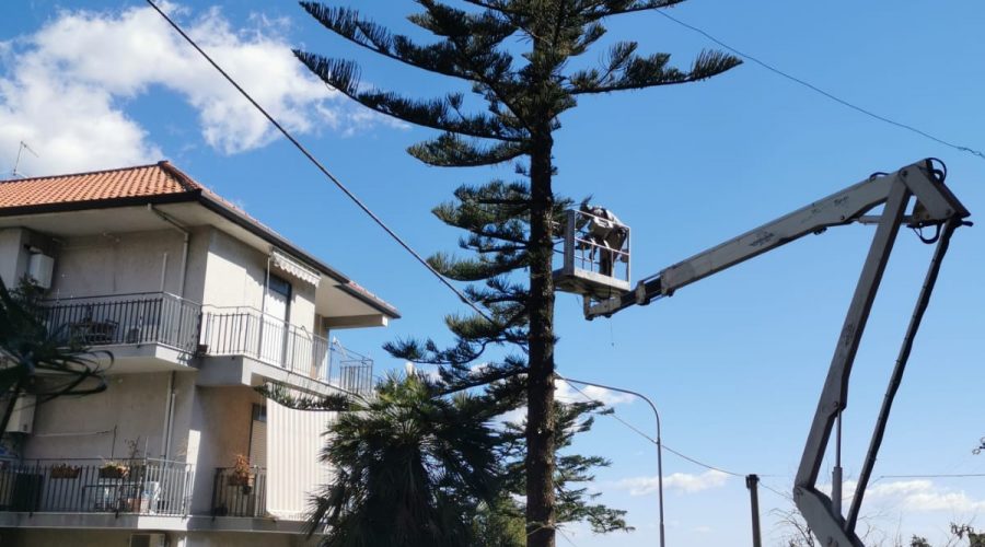 Mascali, programmata potatura e messa in sicurezza alberi alto fusto