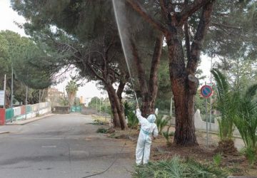 Riposto, intervento per arginare la processionaria (area asilo nido)