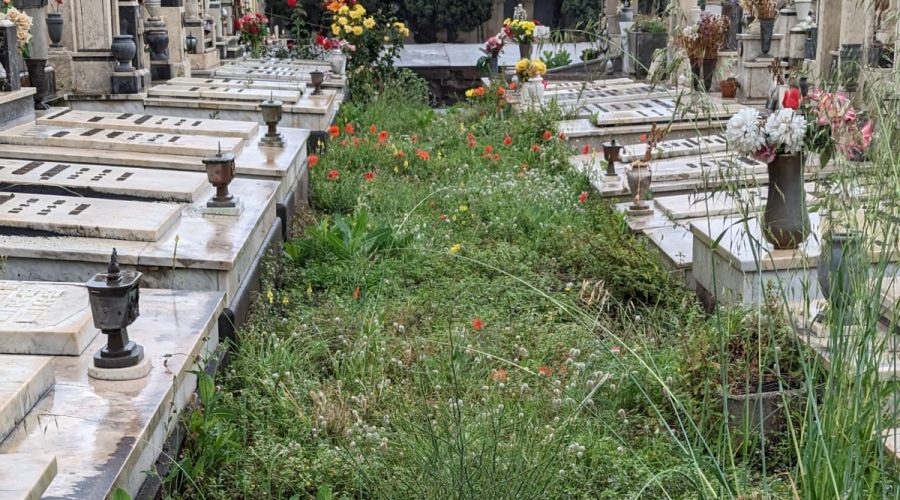 Il cimitero di Giarre di nuovo una “giungla”. L’allarme in Consiglio