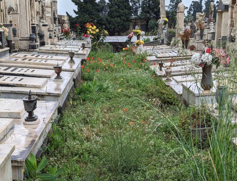 Il cimitero di Giarre di nuovo una “giungla”. L’allarme in Consiglio