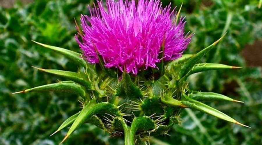 Stile di vita sano e cardo mariano: ecco i segreti di un fegato in salute
