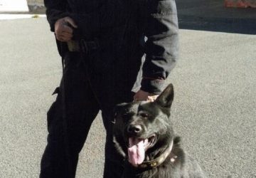 Carabinieri Cinofili in lutto per la scomparsa del cane “Don”
