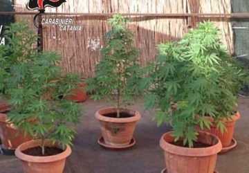 Tradito dal suo &ldquo;pollice verde&rdquo;: denunciato