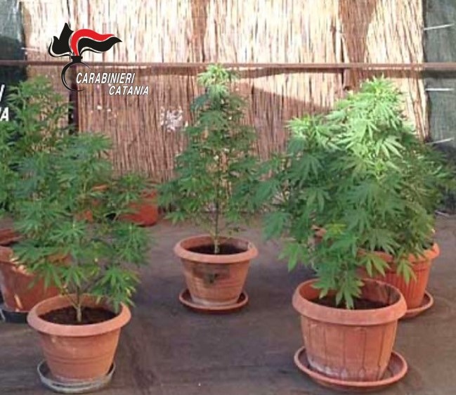 Tradito dal suo “pollice verde”: denunciato