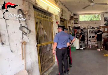 Corsa clandestina alle pendici dell&rsquo;Etna, 5 denunciati e cavalli sequestrati VIDEO