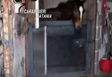 Contrasto dei Carabinieri al fenomeno delle corse clandestine di cavalli