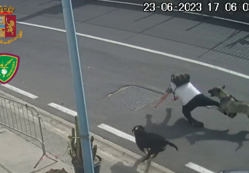 Aggredito da tre cani al porto, denunciato il responsabile di un cantiere nautico
