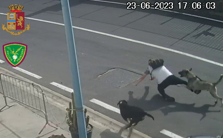 Aggredito da tre cani al porto, denunciato il responsabile di un cantiere nautico