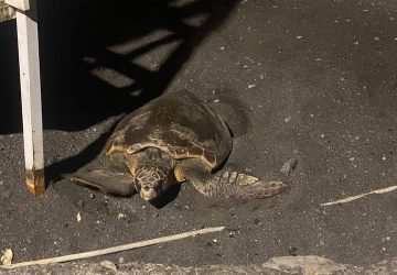 Il WWF mette al sicuro le uova deposte a Pozzillo da una tartaruga marina