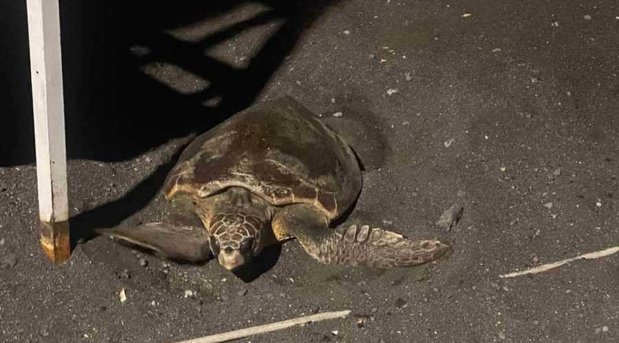 Il WWF mette al sicuro le uova deposte a Pozzillo da una tartaruga marina
