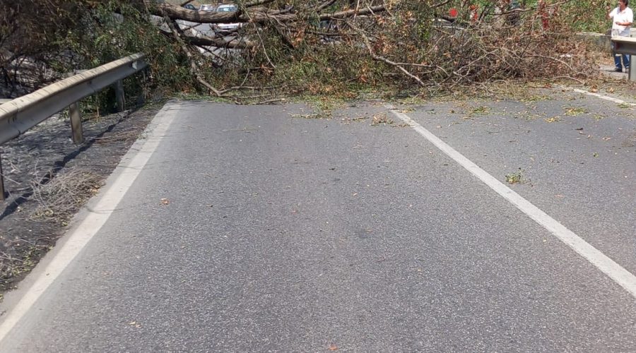 Mascali, Ss114: precipita albero e colpisce auto in transito