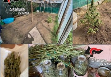 Pollice verde in famiglia, arrestati due fratelli