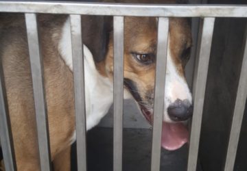 Riposto, revocato affidamento di altri due cani al responsabile del canile lager. Vasta: &ldquo;Ne manca una all&rsquo;appello. Chi sa, segnali&rdquo;