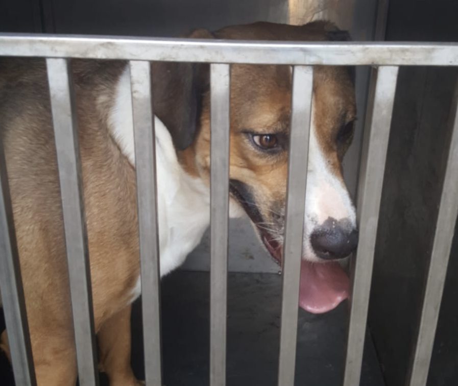 Riposto, revocato affidamento di altri due cani al responsabile del canile lager. Vasta: “Ne manca una all’appello. Chi sa, segnali”