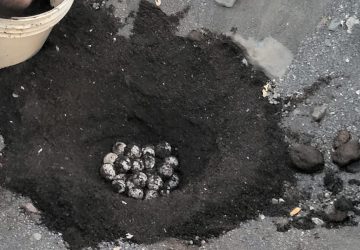 L'estate delle tartarughe che depongono le uova sulle spiagge acesi