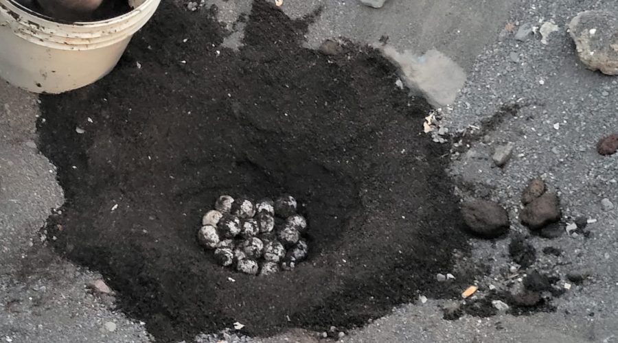 L’estate delle tartarughe che depongono le uova sulle spiagge acesi