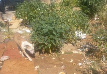 Riposto, il responsabile del canile lager consegna 11 cuccioli congelati. Vasta: &ldquo;Episodio denunciato ai carabinieri&rdquo;