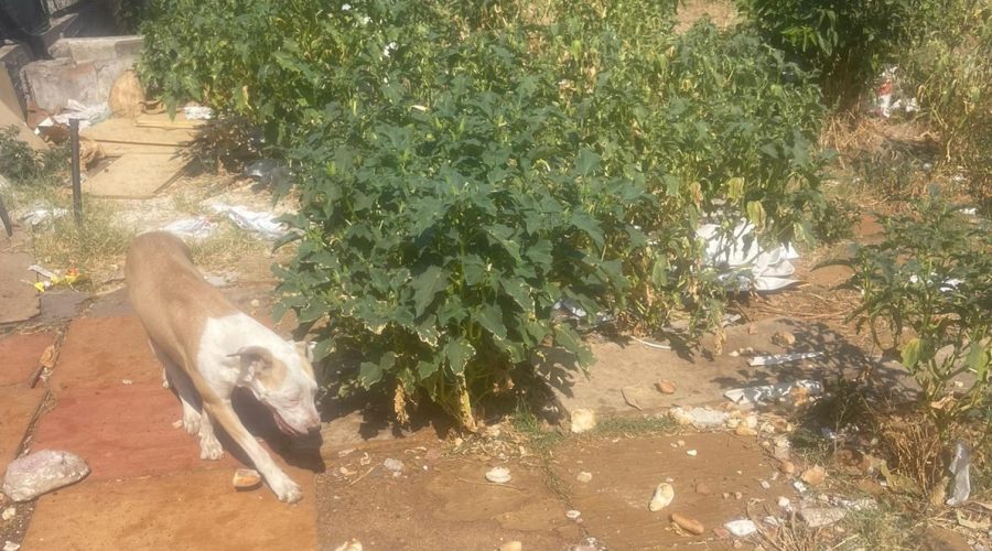 Riposto, il responsabile del canile lager consegna 11 cuccioli congelati. Vasta: “Episodio denunciato ai carabinieri”