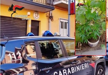 Denunciato un uomo per &ldquo;pollice verde da marijuana&rdquo;