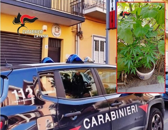 Denunciato un uomo per “pollice verde da marijuana”