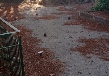 Riposto, le aree a verde delle scuole sommerse da rovi e sterpaglie. Il sindaco Vasta: "Scusate per il disguido"