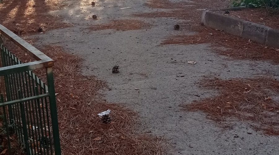 Riposto, le aree a verde delle scuole sommerse da rovi e sterpaglie. Il sindaco Vasta: “Scusate per il disguido”