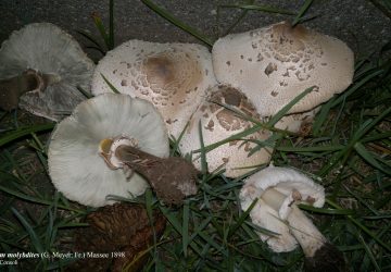 Intossicazioni da funghi, nove casi nello scorso fine settimana