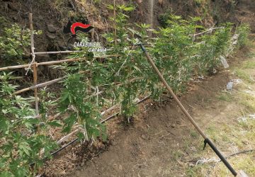 Calatabiano, scoperta una piantagione di marijuana: arrestato un 46enne