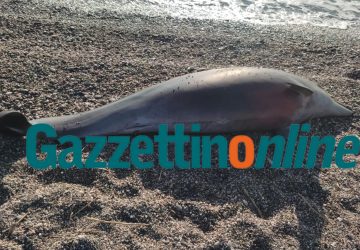 Mascali, rinvenuta in spiaggia carcassa di delfino