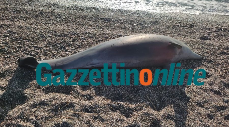 Mascali, rinvenuta in spiaggia carcassa di delfino