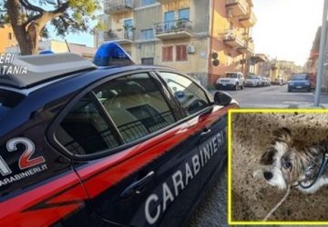 Carabinieri salvano un cucciolo di cane ed il suo padrone