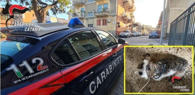 Carabinieri salvano un cucciolo di cane ed il suo padrone