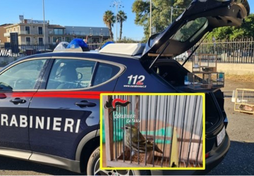 Bracconieri sorpresi con 4 uccellini selvatici appena catturati: denunciati
