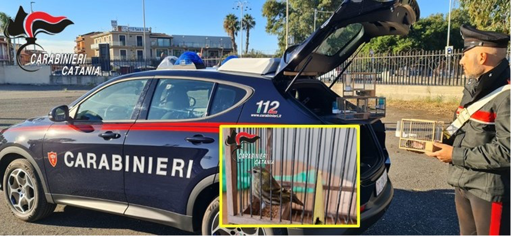 Bracconieri sorpresi con 4 uccellini selvatici appena catturati: denunciati