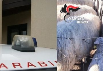 Sorpresi a rubare bestiame, 4 persone arrestate