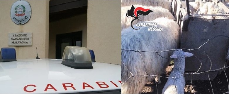 Sorpresi a rubare bestiame, 4 persone arrestate