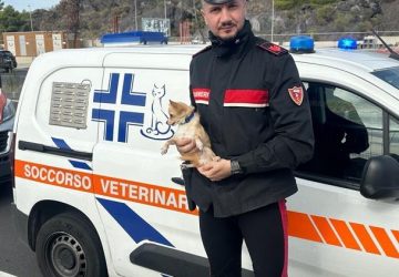 Chihuahua lasciato a guardia di un&rsquo;auto in sosta, salvato dai Carabinieri poich&eacute; impaurito.