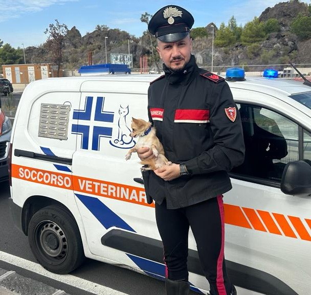 Chihuahua lasciato a guardia di un’auto in sosta, salvato dai Carabinieri poiché impaurito.