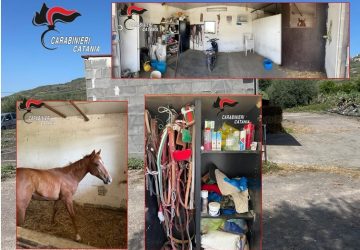 Carabinieri scoprono una stalla illegale creata in un deposito abusivo