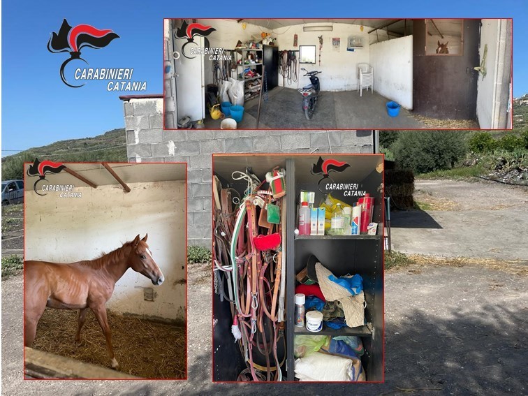Carabinieri scoprono una stalla illegale creata in un deposito abusivo