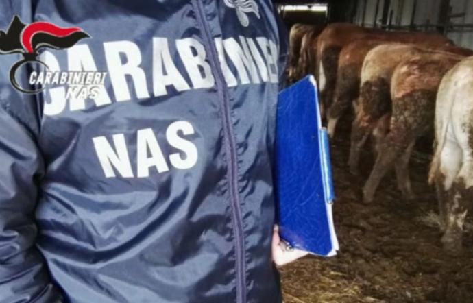 Controlli settore zootecnico: sequestro di allevamenti suini e ovini