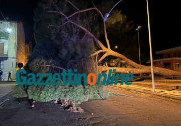 Giarre, forti raffiche di vento. Crolla pino in corso Sicilia. Chiuso un tratto di Statale a Santa Maria la Strada VD