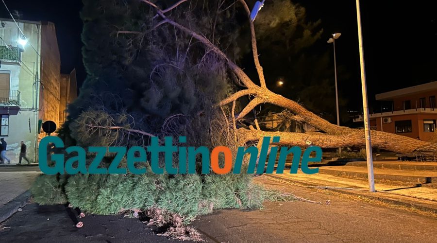 Giarre, forti raffiche di vento. Crolla pino in corso Sicilia. Chiuso un tratto di Statale a Santa Maria la Strada VD