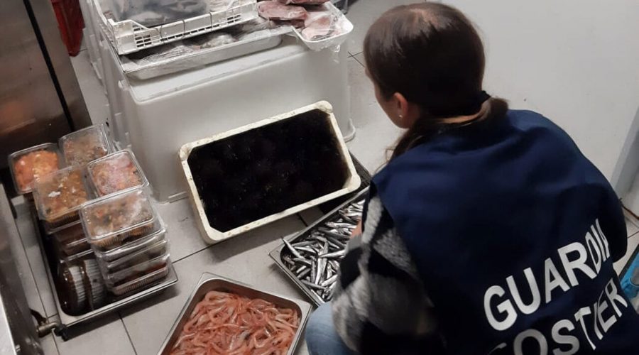 Guardia costiera, sequestrati oltre 500 chili di pesce non tracciato