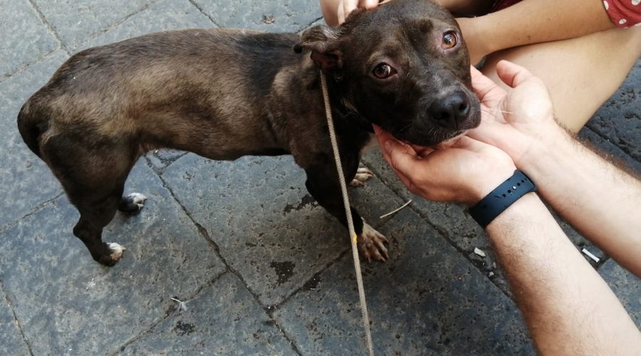 Giarre, l’odissea di un cane meticcio “vittima” della burocrazia e di presunti errori proceduali