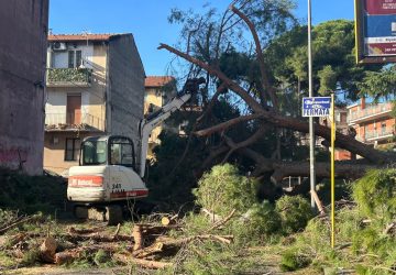 Giarre, albero crollato in corso Sicilia: iniziato, finalmente, l'intervento di rimozione VIDEO
