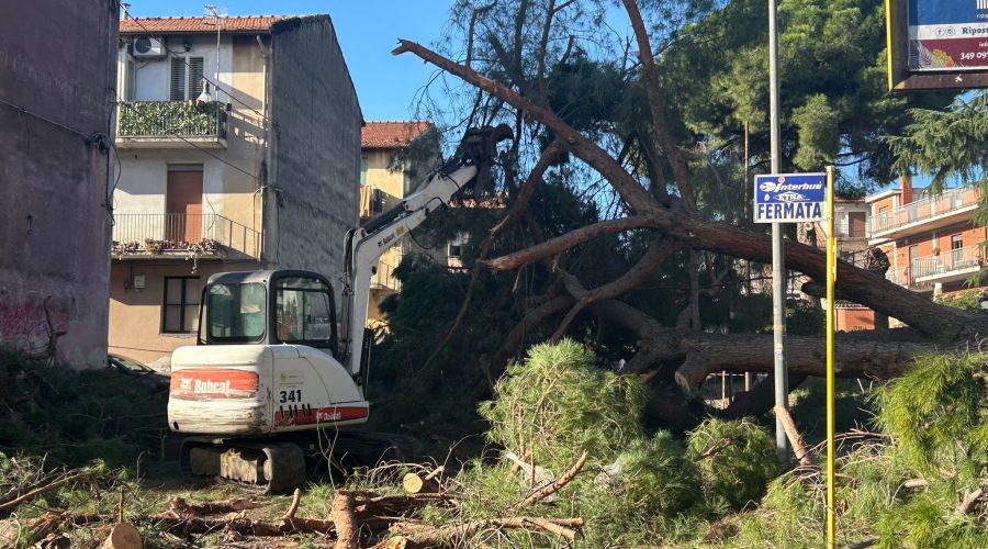 Giarre, albero crollato in corso Sicilia: iniziato, finalmente, l’intervento di rimozione VIDEO